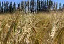 Cultivo de cebada en Neuquén