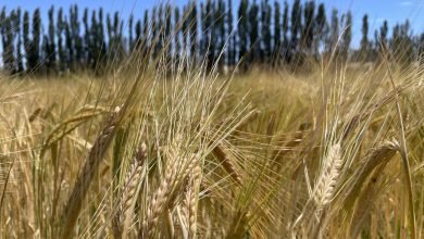 Cultivo de cebada en Neuquén