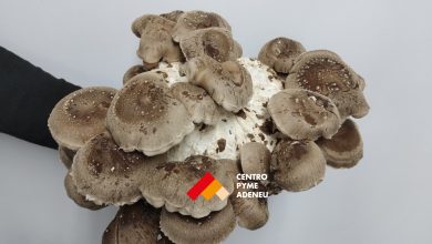 Curso de hongos comestibles para profesionales