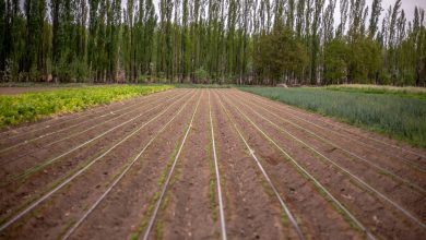 horticultura neuquen